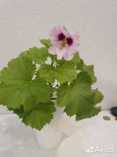 Пеларгония герань