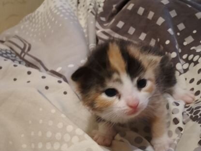 Котёнок в добрые руки, Уемский