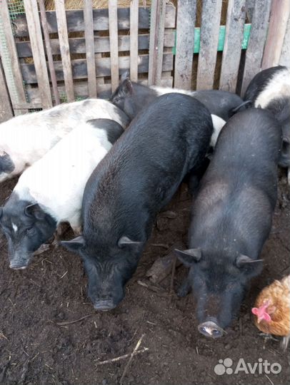 Вьетнамский хряк производитель
