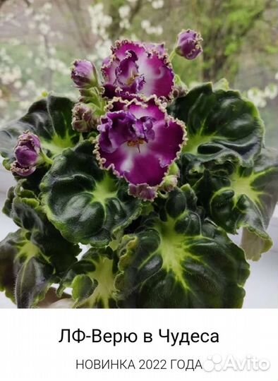 Сортовые фиалки. Детки листья