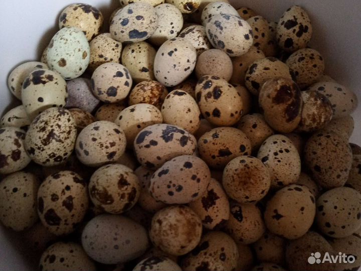 Перепела инкубационное яйцо