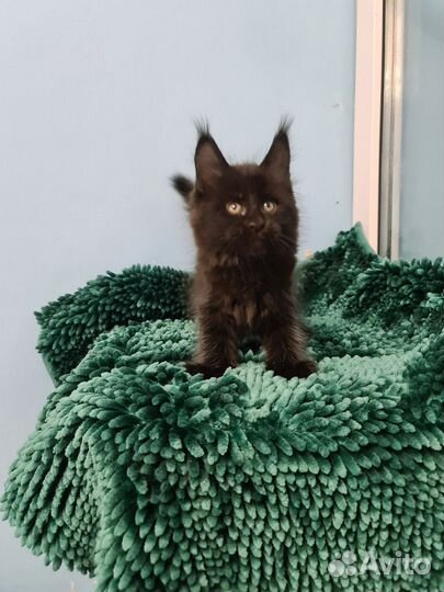 Мейн-кун уголёк