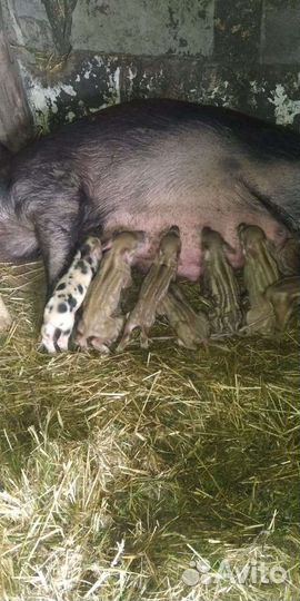 Чёрно -пестрые