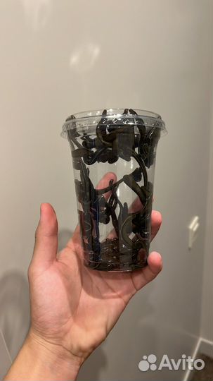 Пиявки медицинские