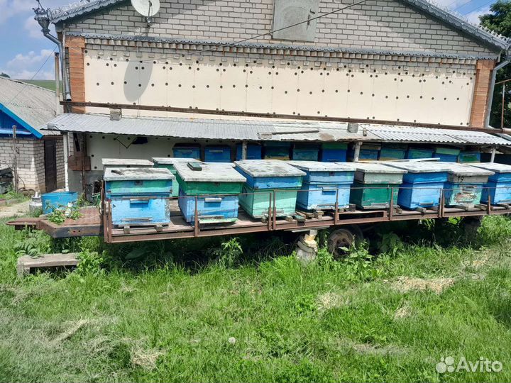 Пчелы улья пасеку