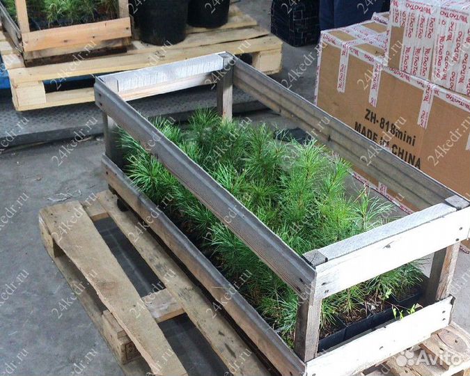 Сибирский кедр. Саженцы