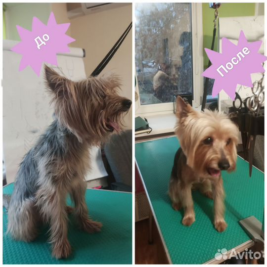 Груминг (стрижка собак)