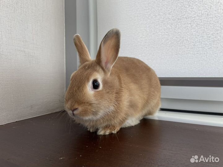 Львиноголовый кролик