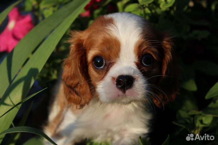 Кавалерочка