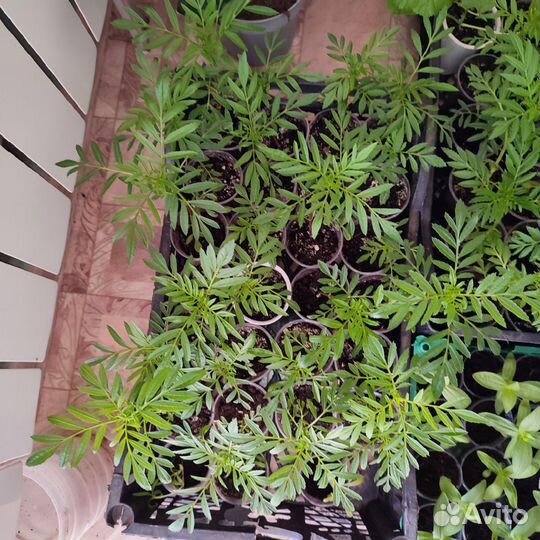 Рассада бархатцы