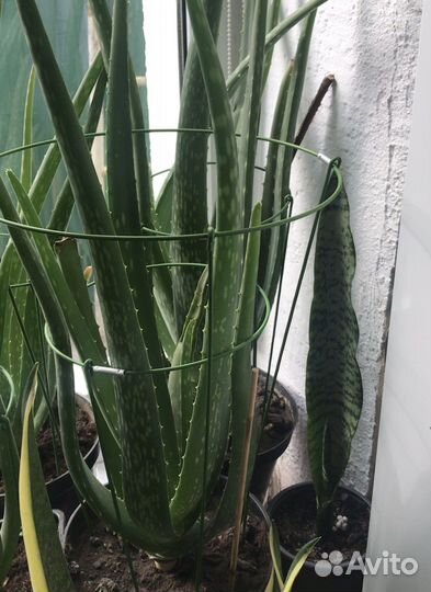Алоэ 5лет