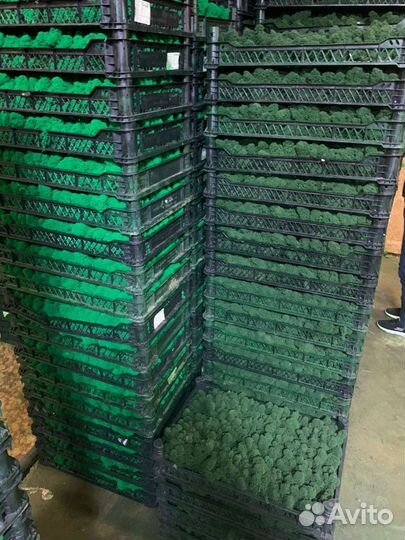 Стабилизированный мох опт розница