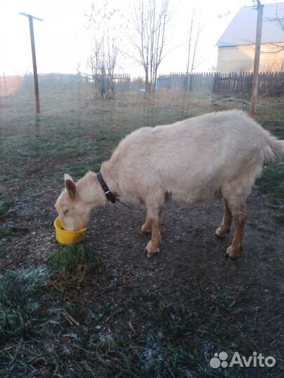 Продаю две дойные козы