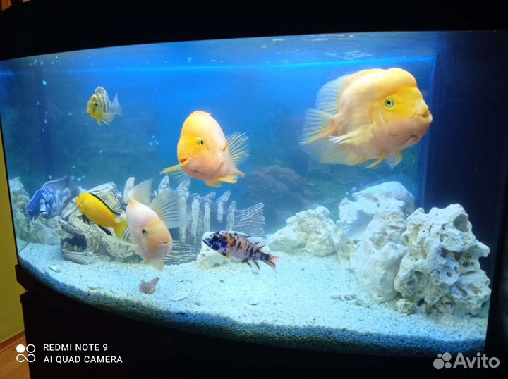 Обслуживание (чистка) аквариумов