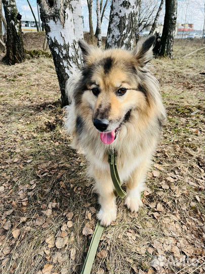 Собака в добрые руки отдам бесплатно