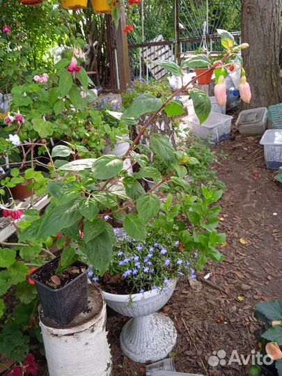 Фуксия Pink Galore