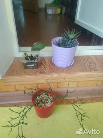 Цветы растения комнатные