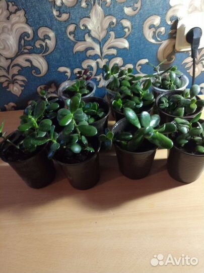 Толстянка (денежное дерево)