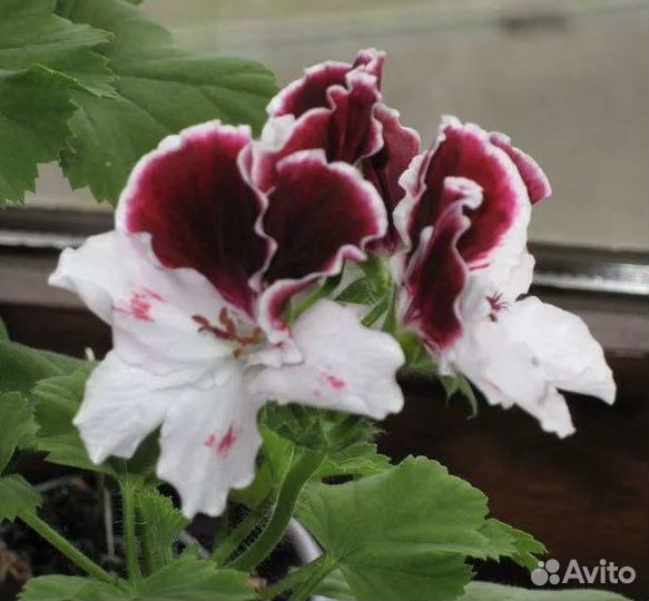 Пеларгония