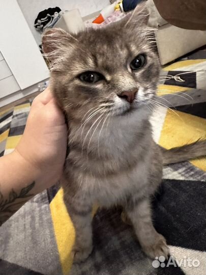 Кошка бесплатно