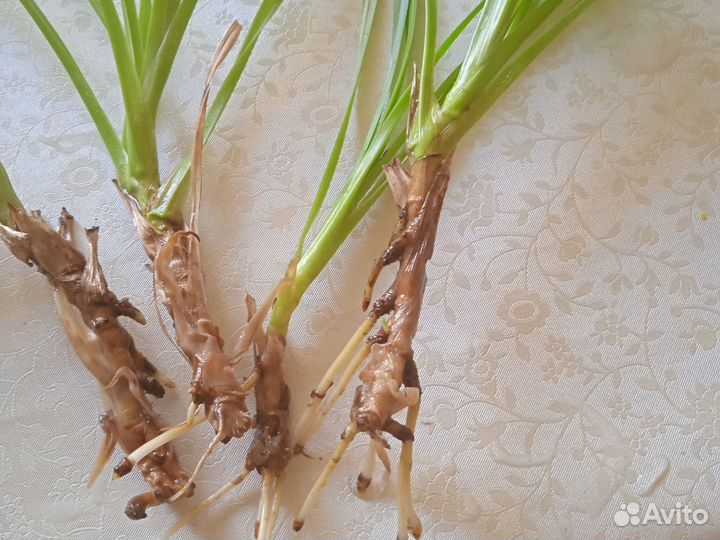 Пальма панданус детки