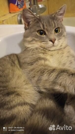Котик-подросток
