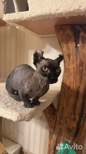 Канадский сфинкс эльф котенок