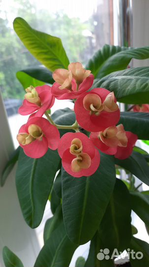 Молочай Миля крупноцветковый