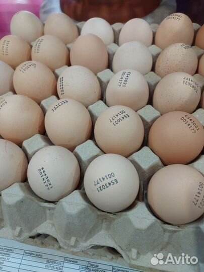 Яйцо инкубационное