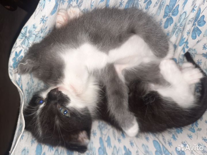 Отдам котят в добрые руки