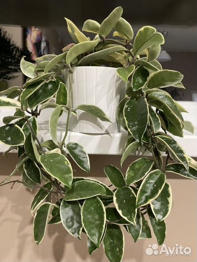 Хойя (восковой плющ) + драцена с розов. полосками