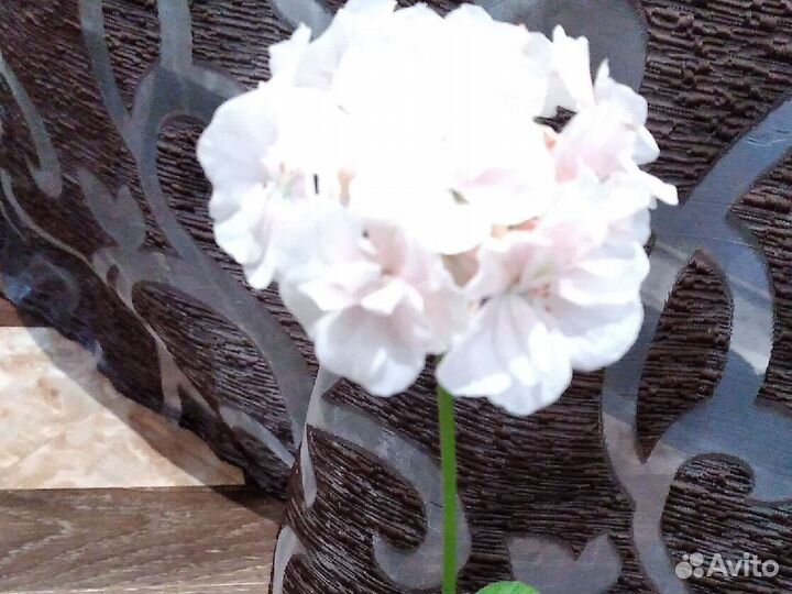 Пеларгония герань сортовая