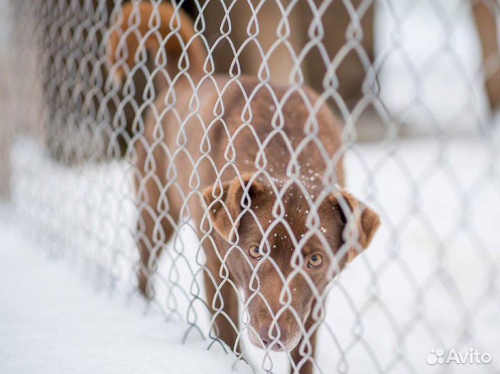 Собаки и щенки из приюта в дар