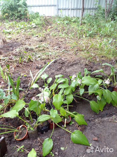 Хоста подорожниковая