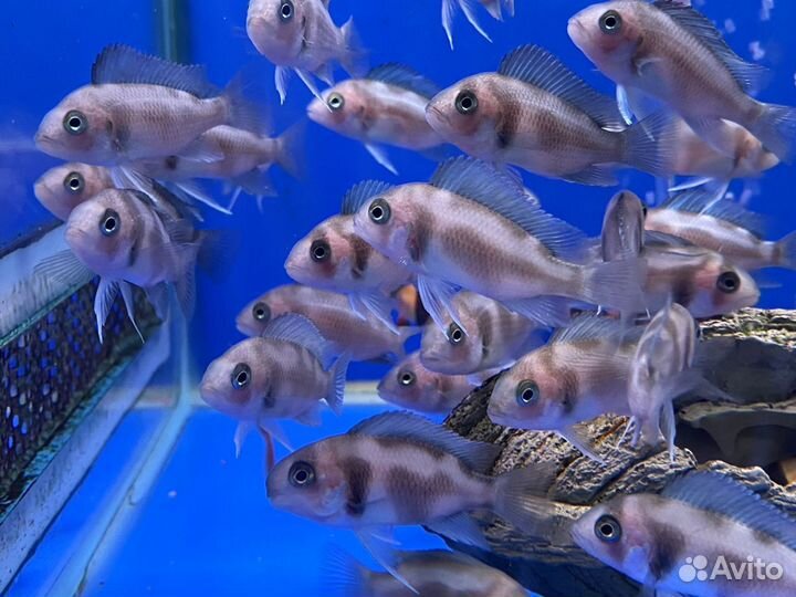 Фронтоза Бурунди