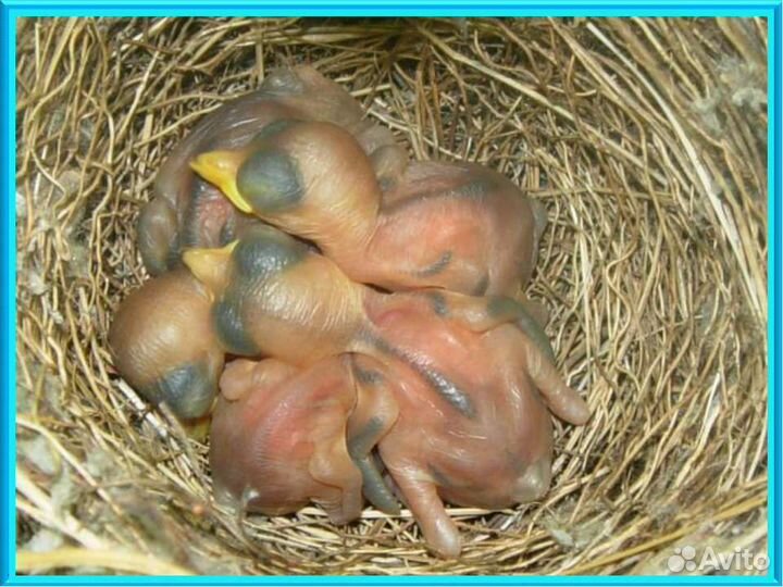 Продаются канарейки