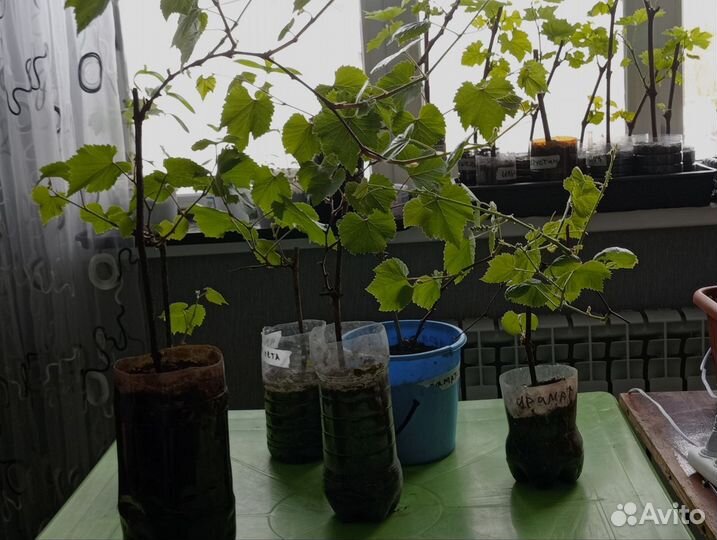 Виноград 2 года аромат лета