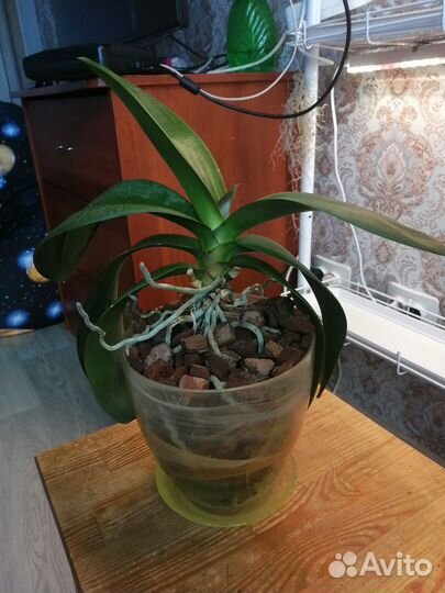 Орхидеи фаленопсис