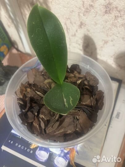 Продам орхидею белую бабочку