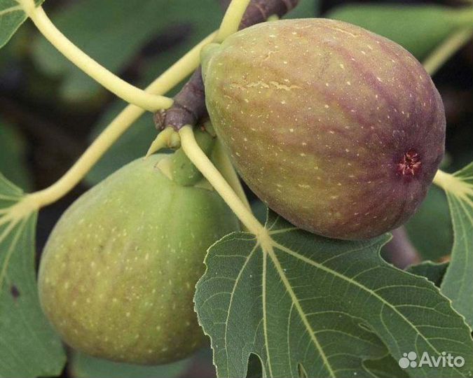 Саженцы инжира медовый
