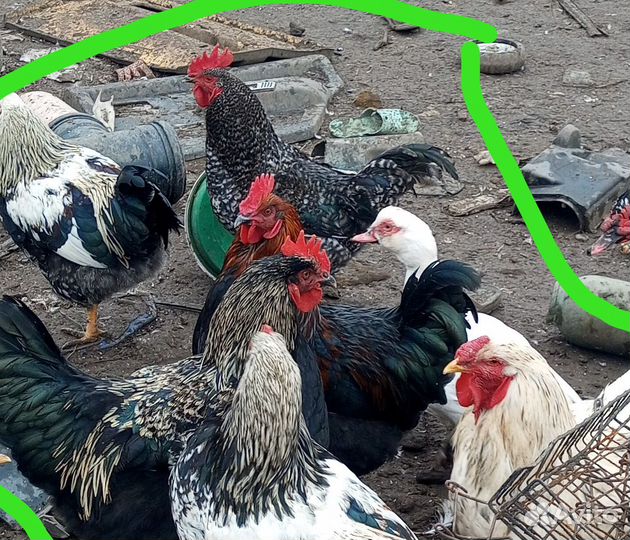 Петухи молодый