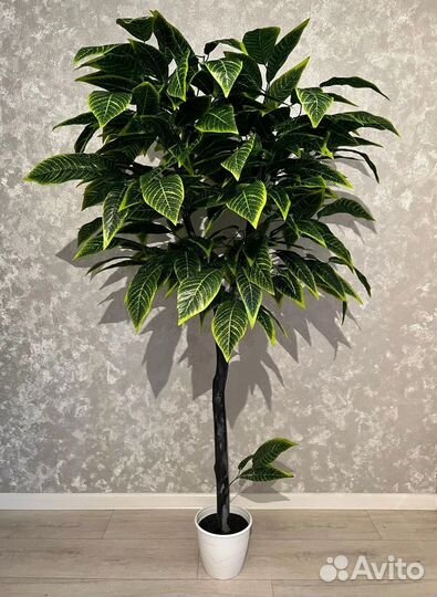 Декоративные деревья