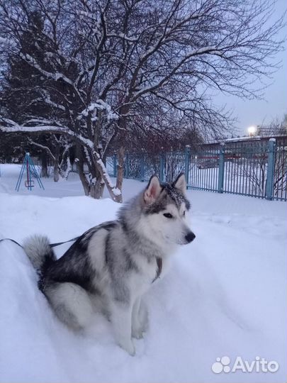 Вязка