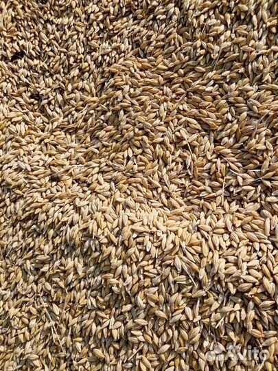 Продам ячмень