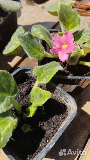 Сортовые фиалки