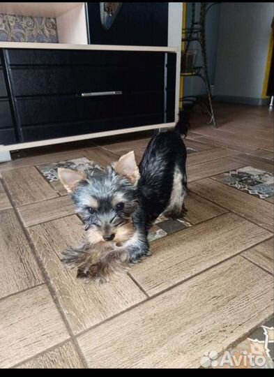 Йоркширский терьер стандарт