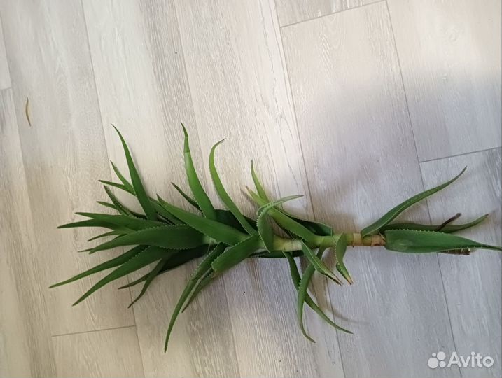 Алоэ лечебное