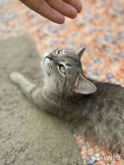 Кошка ласковая в дар