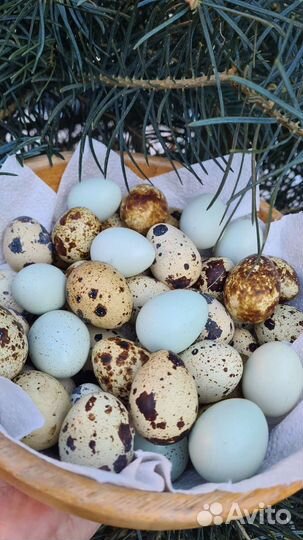 Яйцо инкубационное перепелов