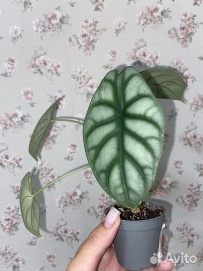 Алоказия Блэк Вельвет,Сильвер Драк,Калатея Нетворк